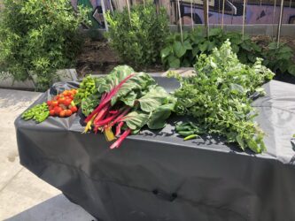 SJ-vegetable garden Vegetables displayed on a table outside