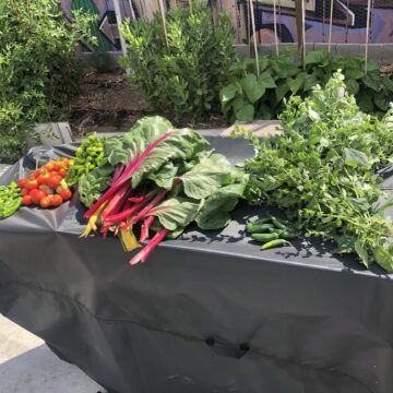 SJ-vegetable garden Vegetables displayed on a table outside