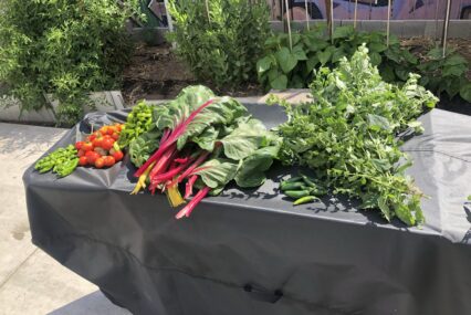 Vegetables displayed on a table outside