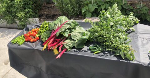 Vegetables displayed on a table outside