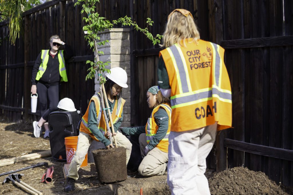 Tree planting in san jose
