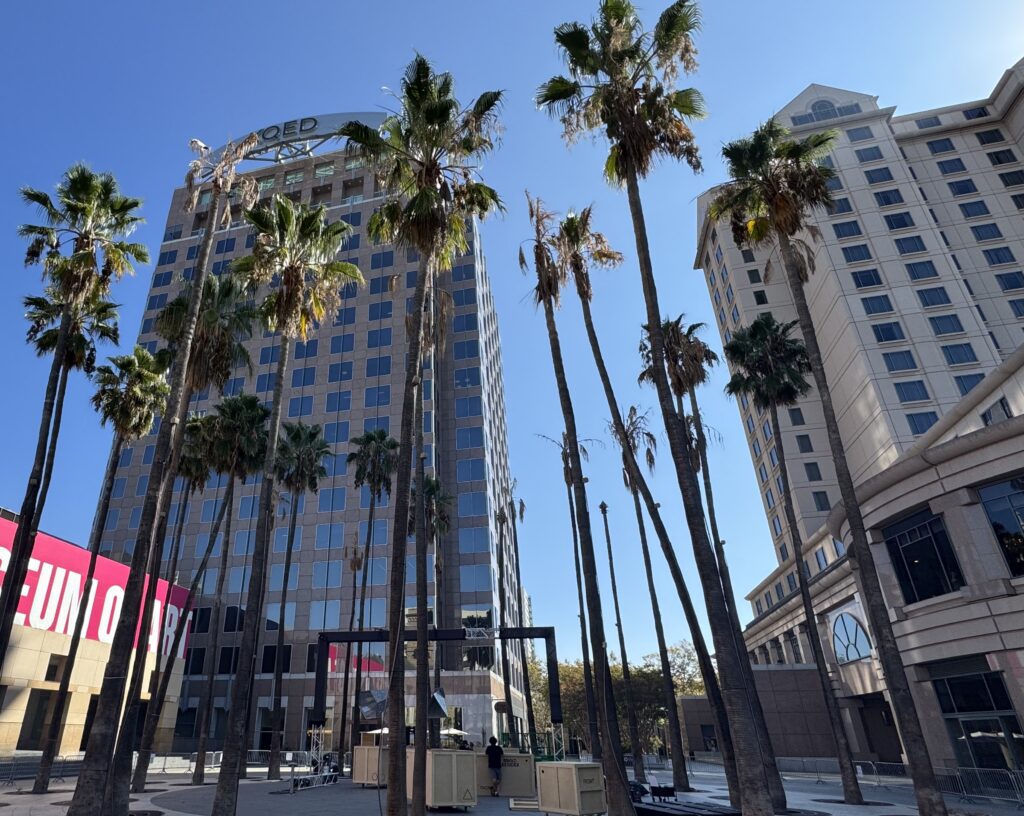 A group of palm trees in a city plaza in San Jose, California