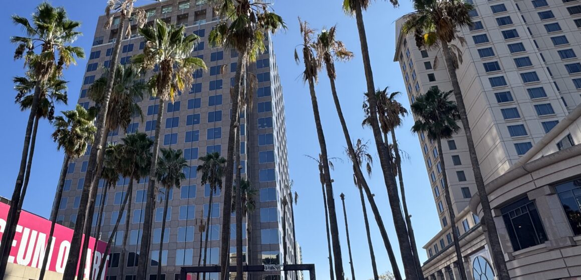 San Jose downtown Palm Trees A group of palm trees in a city plaza in San Jose, California