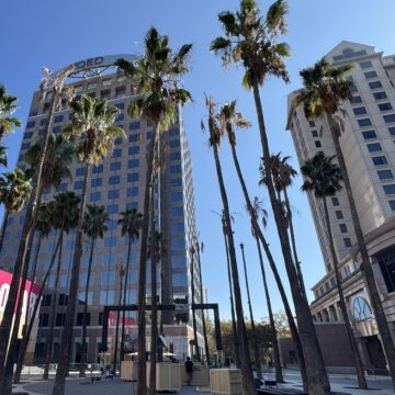 A group of palm trees in a city plaza in San Jose, California
