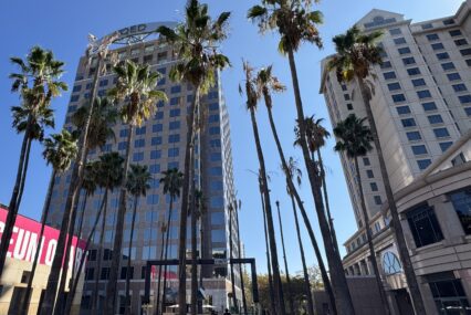 A group of palm trees in a city plaza in San Jose, California