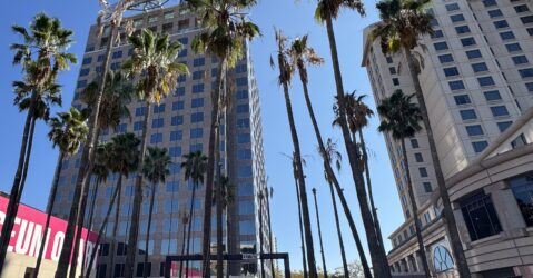 A group of palm trees in a city plaza in San Jose, California