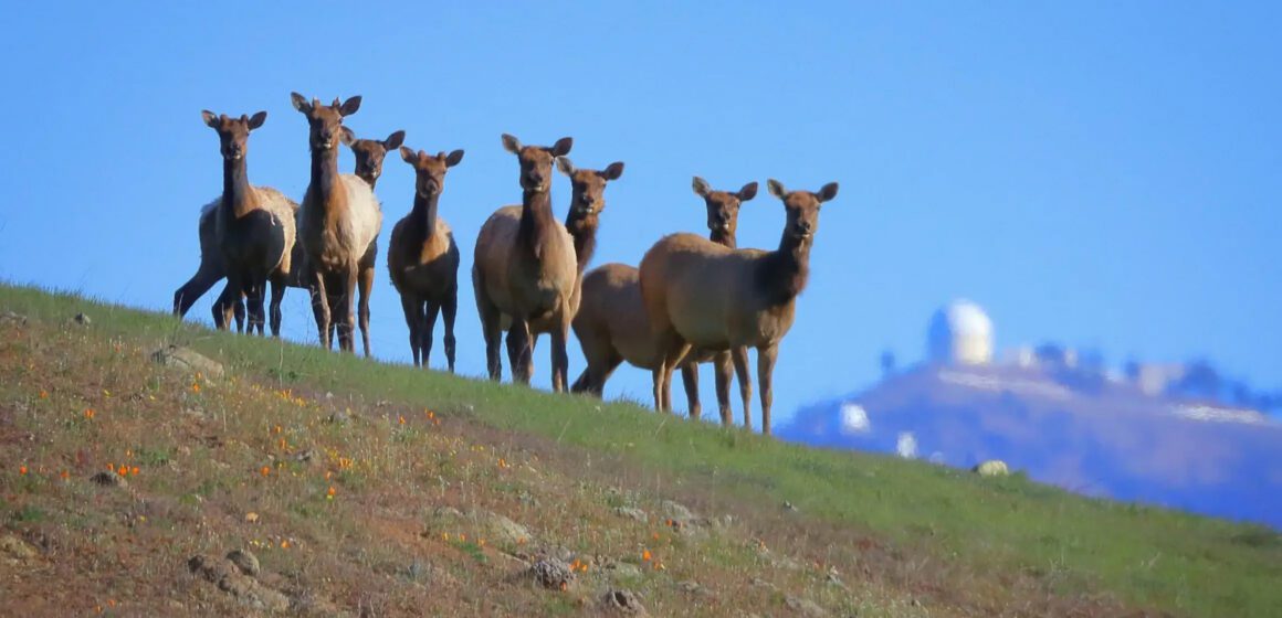 Tule Elk Fact Brief: Is Santa Clara County home to a population of elk?