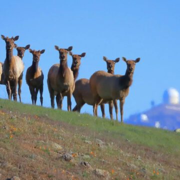 Fact Brief: Is Santa Clara County home to a population of elk?