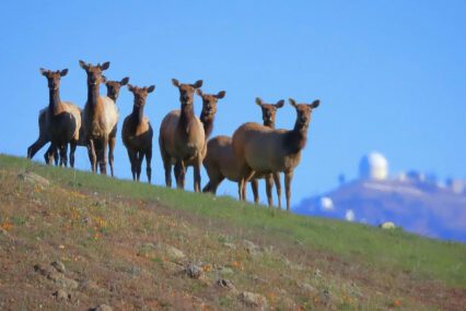 Fact Brief: Is Santa Clara County home to a population of elk?