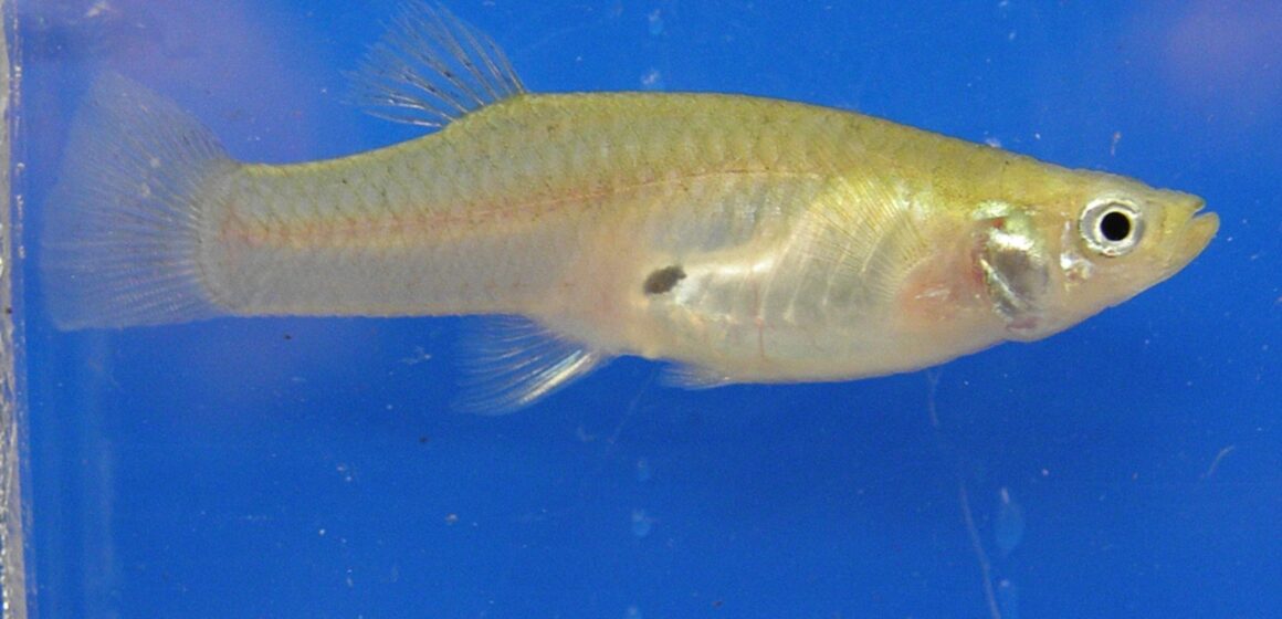 mosquitofish Fact Brief: Does Santa Clara County give out fish to fight mosquitos?