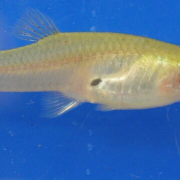 Fact Brief: Does Santa Clara County give out fish to fight mosquitos?