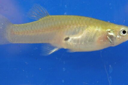Fact Brief: Does Santa Clara County give out fish to fight mosquitos?